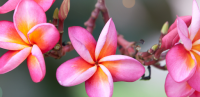 Tropical Flower Live Wallpaper for PC