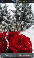 Snow Rose - Live Wallpaper for PC