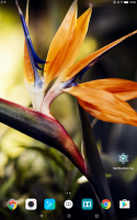 Tropical Flower Live Wallpaper for PC