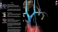 Anatomy Learning - 3D Atlas for PC