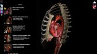 Anatomie leren - 3D Atlas for PC