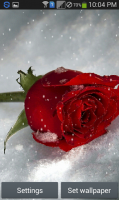 Snow Rose - Live Wallpaper for PC