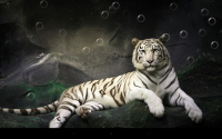 Tiger Live Wallpaper for PC
