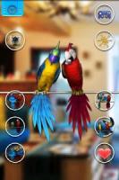 Talking Parrot Couple Free APK