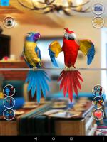 Talking Parrot Couple Free APK