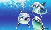Dolphins Live Wallpaper for PC