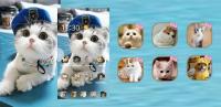 Cat theme-Cute,Adorable,Lazy for PC