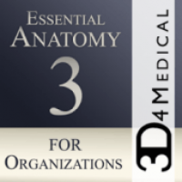 Anatomie essentielle 3 pour les organisations.