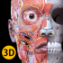Atlas d'anatomie 3D
