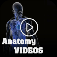 Vidéos d'anatomie médicale